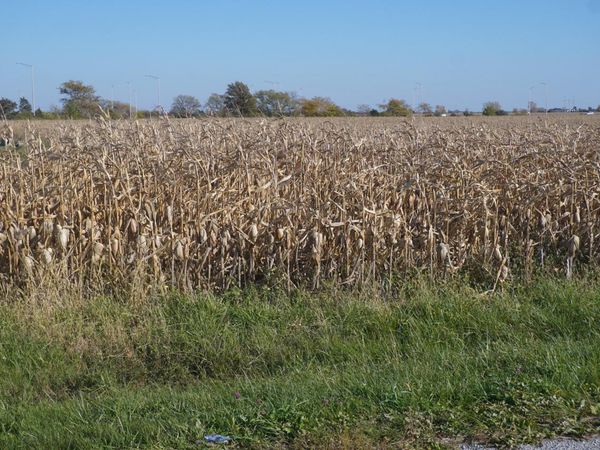 Sec7 Twp26N R10E Road, Gilman, IL 60938