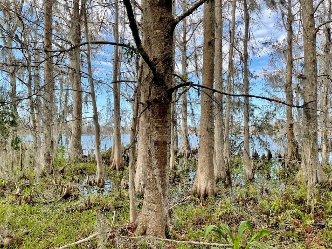 19858 State Road 52, Land O Lakes, FL 34637 Photo