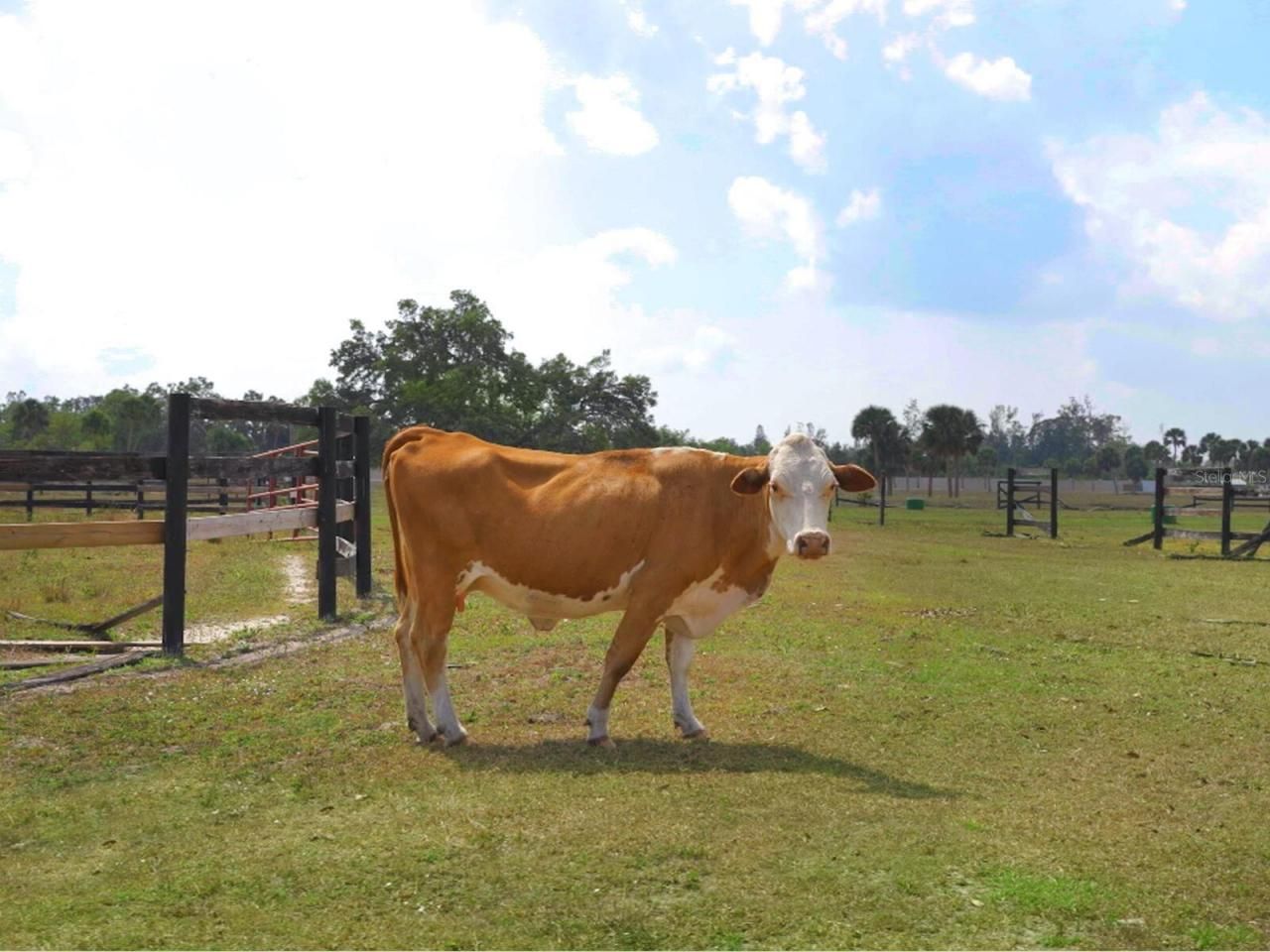 0396014400, Venice, FL 34292 Photo