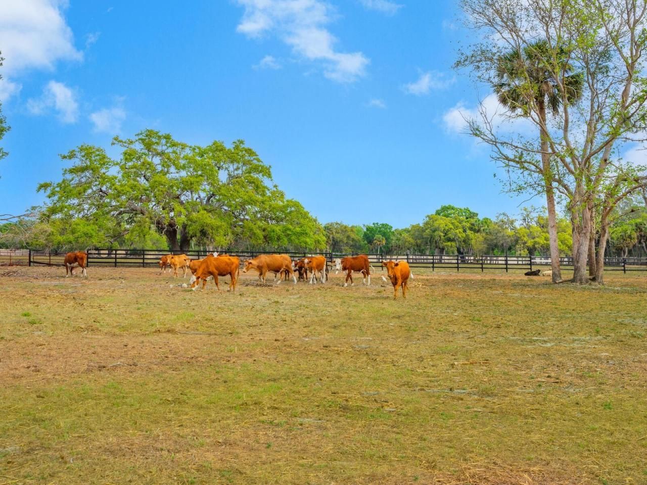 0396014400, Venice, FL 34292 Photo