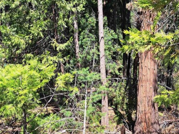 Pollock Pines, CA 95726