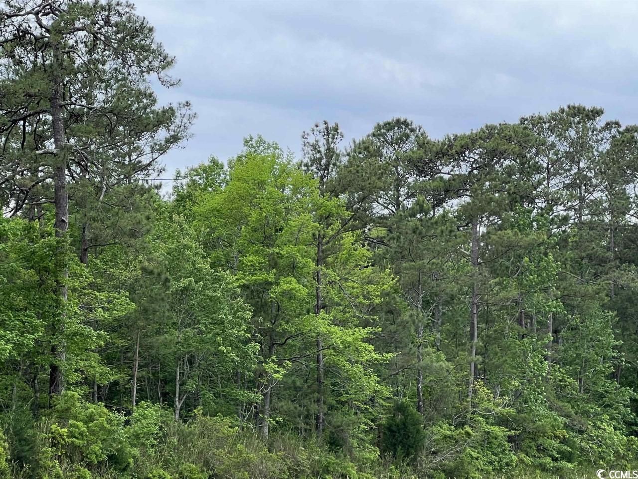 Tbd Betts Rd. Photo 4