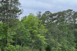 Tbd Betts Rd. photo 4