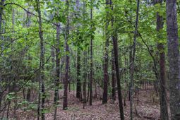 489 Syrup Mill Road photo 4