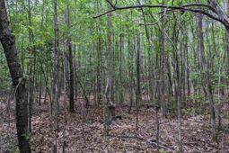 489 Syrup Mill Road photo 4