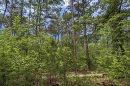 489 Syrup Mill Road photo 4