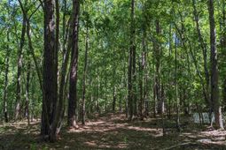 0 Minger Road photo 4