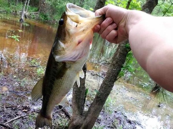 TBD 6 FM 1848, Buffalo, TX 75831