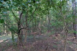 0 Highway 321 Bypass photo 4