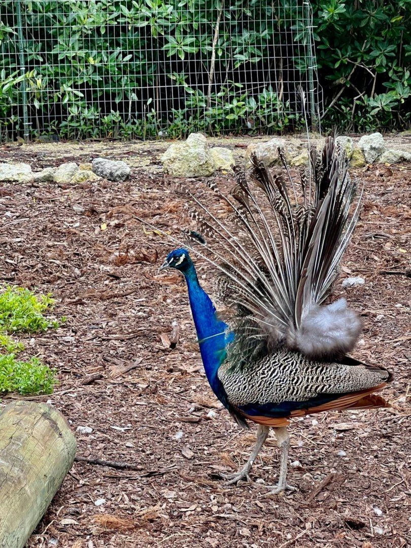 7200 5th Street, Stock Island, FL 33040 Photo