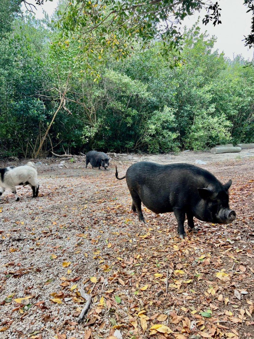 7200 5th Street, Stock Island, FL 33040 Photo