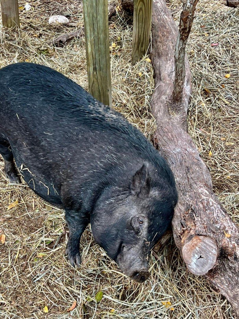 7200 5th Street, Stock Island, FL 33040 Photo