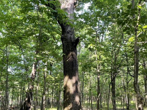 Jossell Road, Marks, MS 38646