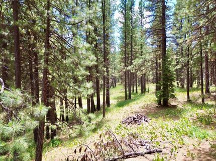 247 Gold Nugget Lane, Graeagle, CA 96103 Photo