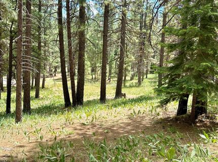 247 Gold Nugget Lane, Graeagle, CA 96103 Photo