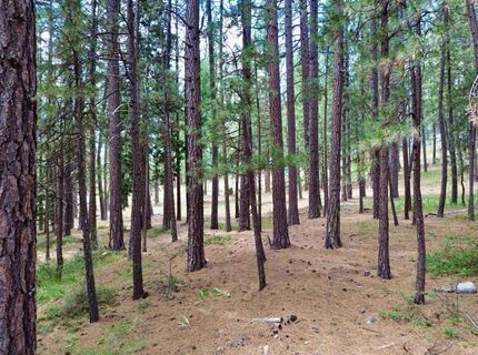 247 Gold Nugget Lane, Graeagle, CA 96103 Photo
