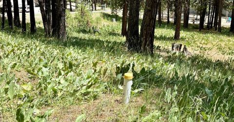 247 Gold Nugget Lane, Graeagle, CA 96103 Photo