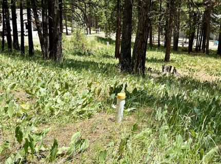 247 Gold Nugget Lane, Graeagle, CA 96103 Photo