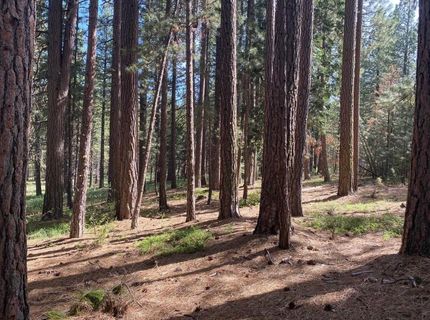 247 Gold Nugget Lane, Graeagle, CA 96103 Photo