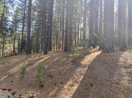 247 Gold Nugget Lane, Graeagle, CA 96103 Photo