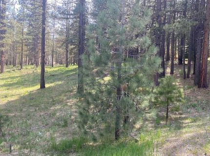 247 Gold Nugget Lane, Graeagle, CA 96103 Photo