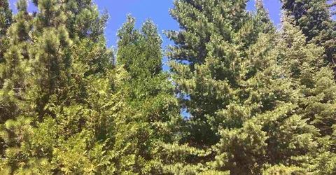 1019 Timber Ridge Road, Lake Almanor, CA 96137 Photo