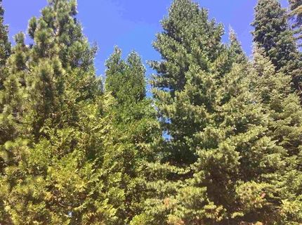 1019 Timber Ridge Road, Lake Almanor, CA 96137 Photo
