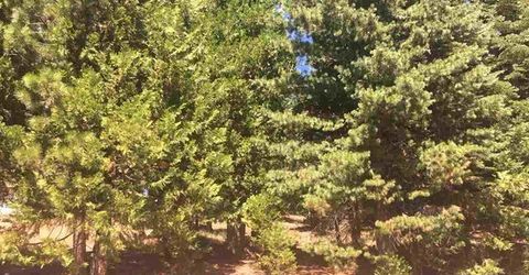 1019 Timber Ridge Road, Lake Almanor, CA 96137 Photo