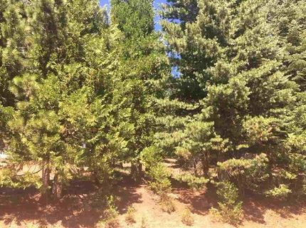 1019 Timber Ridge Road, Lake Almanor, CA 96137 Photo