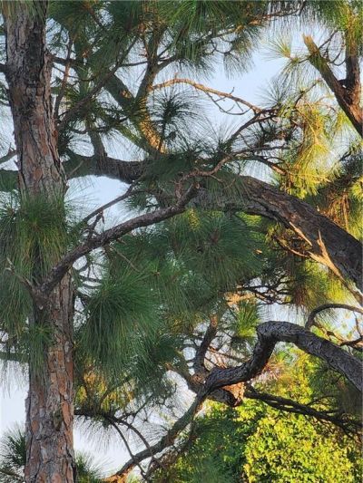 3853 Citrus St, Saint James City, FL 33956 Photo