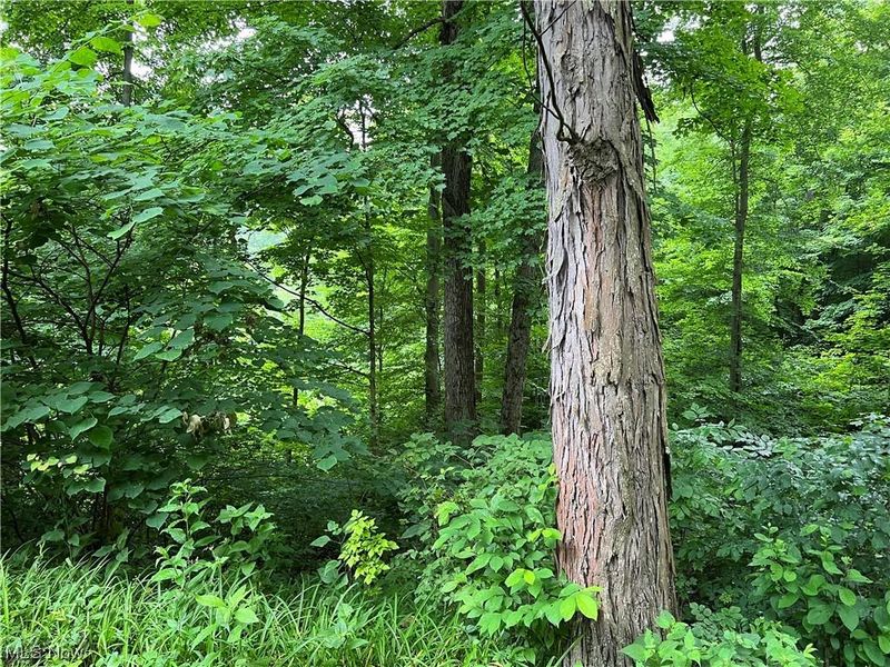 73310 Hazelwood Hills Road, Piedmont, OH 43983 Photo 22