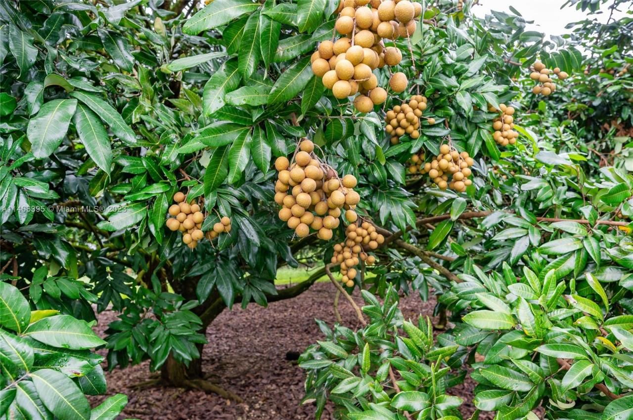 24350 SW 182nd Ave, Miami, FL 33031 Photo