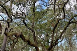 Lot D-2 7743 Toogoodoo Road photo 4