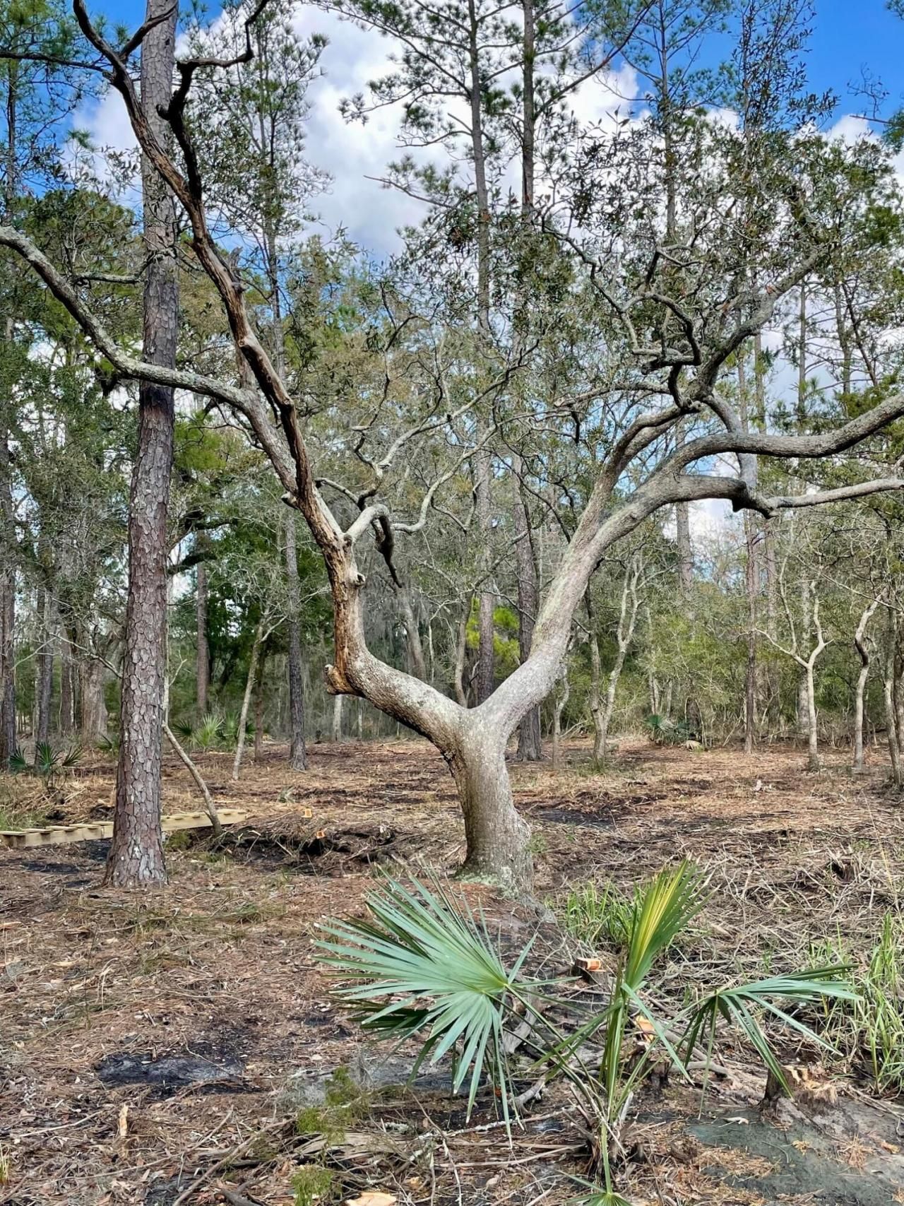 Lot D-2 7743 Toogoodoo Road Photo 7