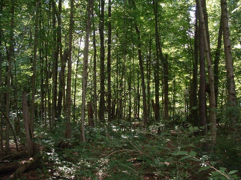 9311 Jug Road NW, Pataskala, OH 43062 Photo 39