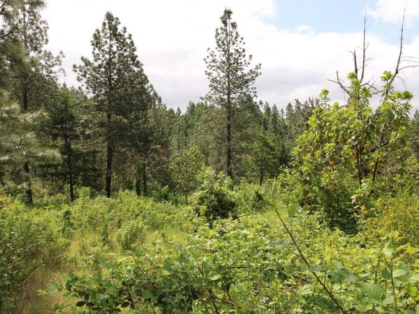 Cow Creek Road, Unit 100, Riddle, OR 97469