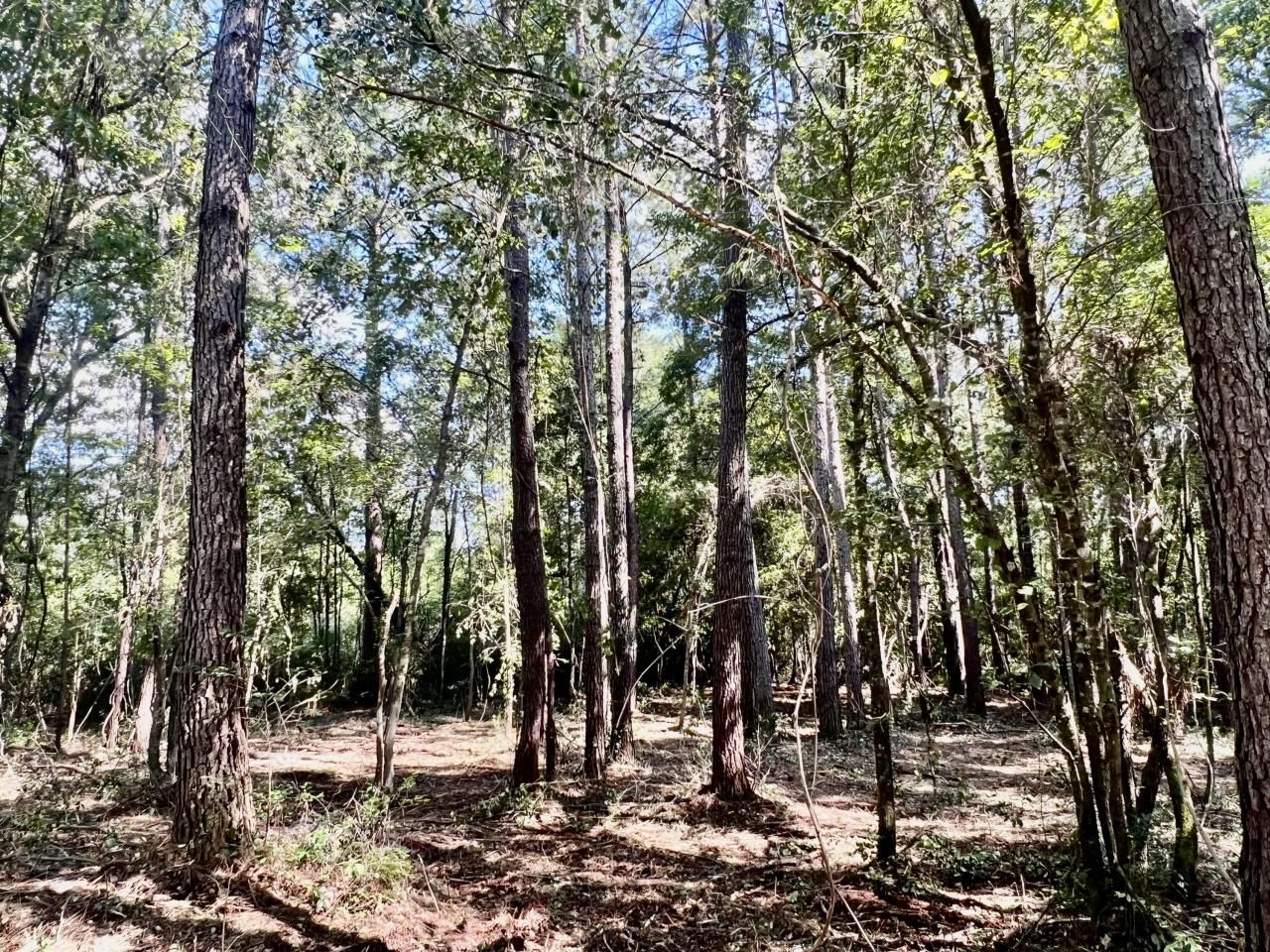 1 Evangelitst Drive Photo 22