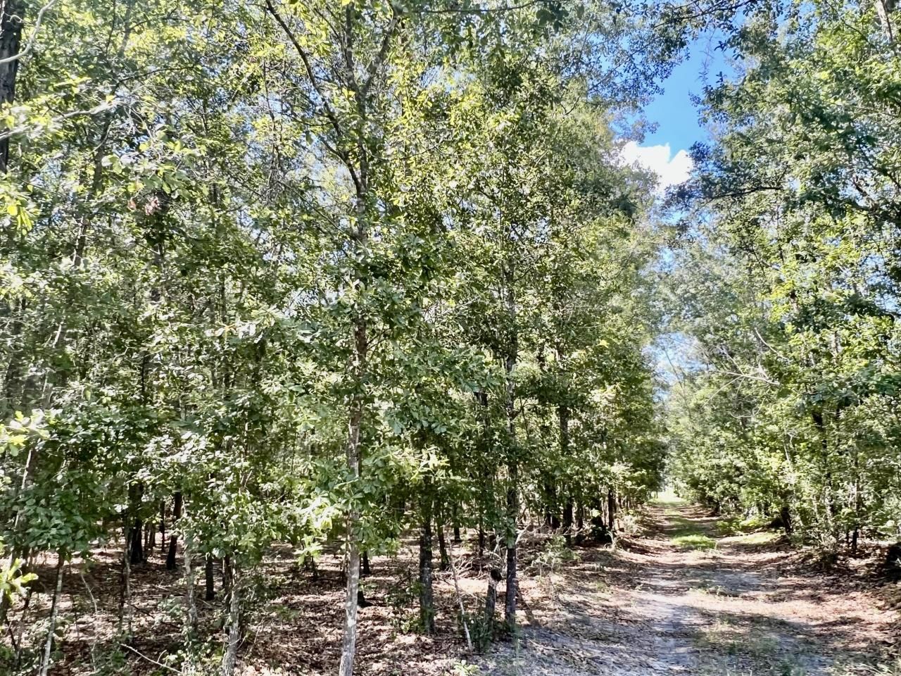 1 Evangelitst Drive Photo 24