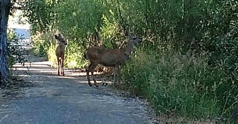 279 Frost Avenue, Chester, CA 96020 Photo