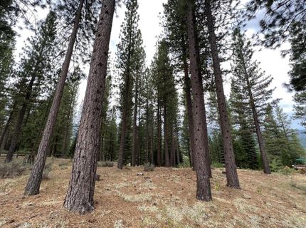 180 Saddle Ridge Road, Clio, CA 96106 Photo