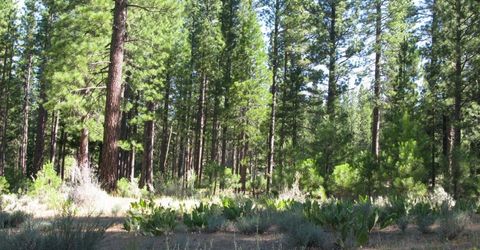 180 Saddle Ridge Road, Clio, CA 96106 Photo