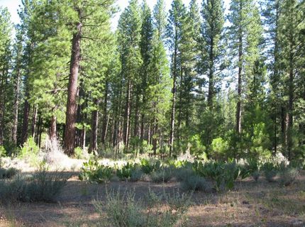 180 Saddle Ridge Road, Clio, CA 96106 Photo