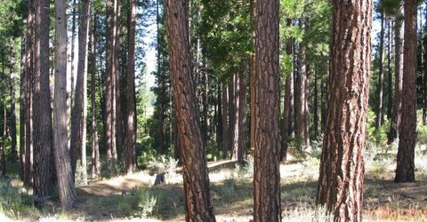 180 Saddle Ridge Road, Clio, CA 96106 Photo