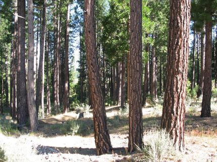 180 Saddle Ridge Road, Clio, CA 96106 Photo