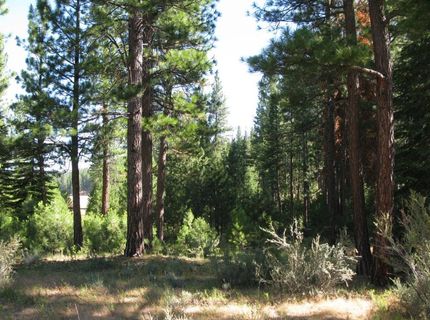 180 Saddle Ridge Road, Clio, CA 96106 Photo