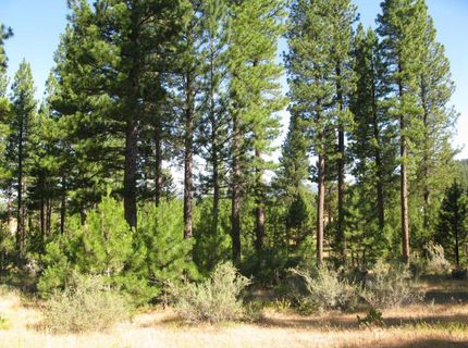 180 Saddle Ridge Road, Clio, CA 96106 Photo