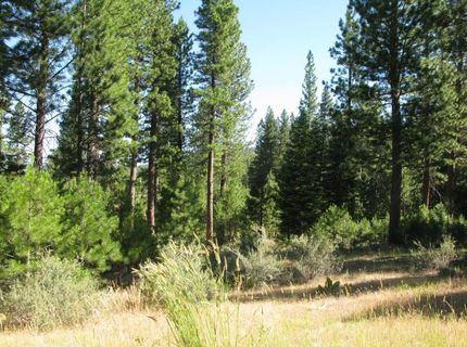 180 Saddle Ridge Road, Clio, CA 96106 Photo