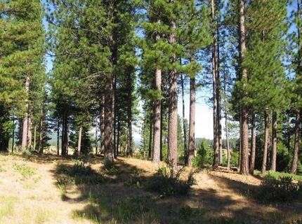 180 Saddle Ridge Road, Clio, CA 96106 Photo