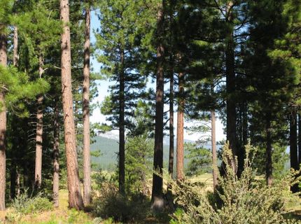 180 Saddle Ridge Road, Clio, CA 96106 Photo