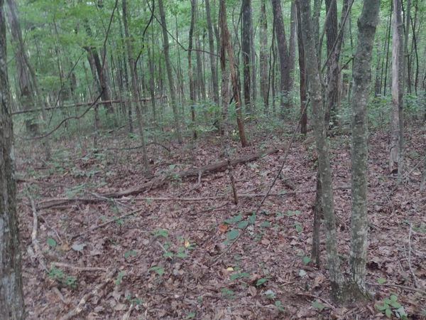 0 N of 60th Ave S, Gruetli Laager, TN 37339